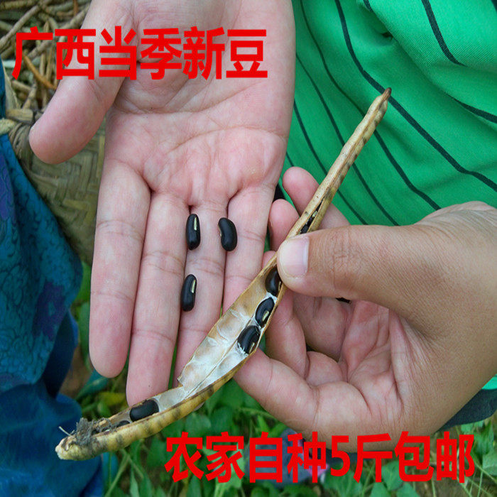 当季广西马山黑饭豆农家自产老品种肾形黑豆黑饭豆眉豆乌缸豆包邮