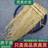 龙须草正品 煲汤好用 汤料中药材养干草10扎煲汤香浓煮水泡水