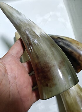 13-19厘米天然黄牛角拔火罐