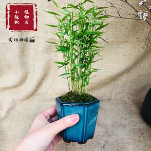 微型姬翠竹迷你矮化小竹子微景观植物盆景盆栽成品观叶鲜活