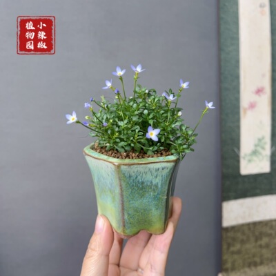 微型北美耳草喜阳山野草