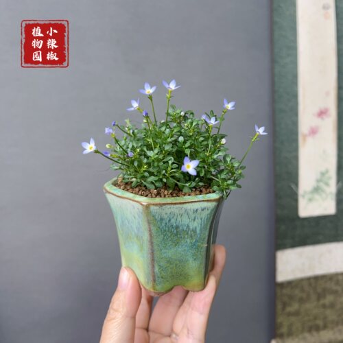 微型北美耳草喜阳山野草