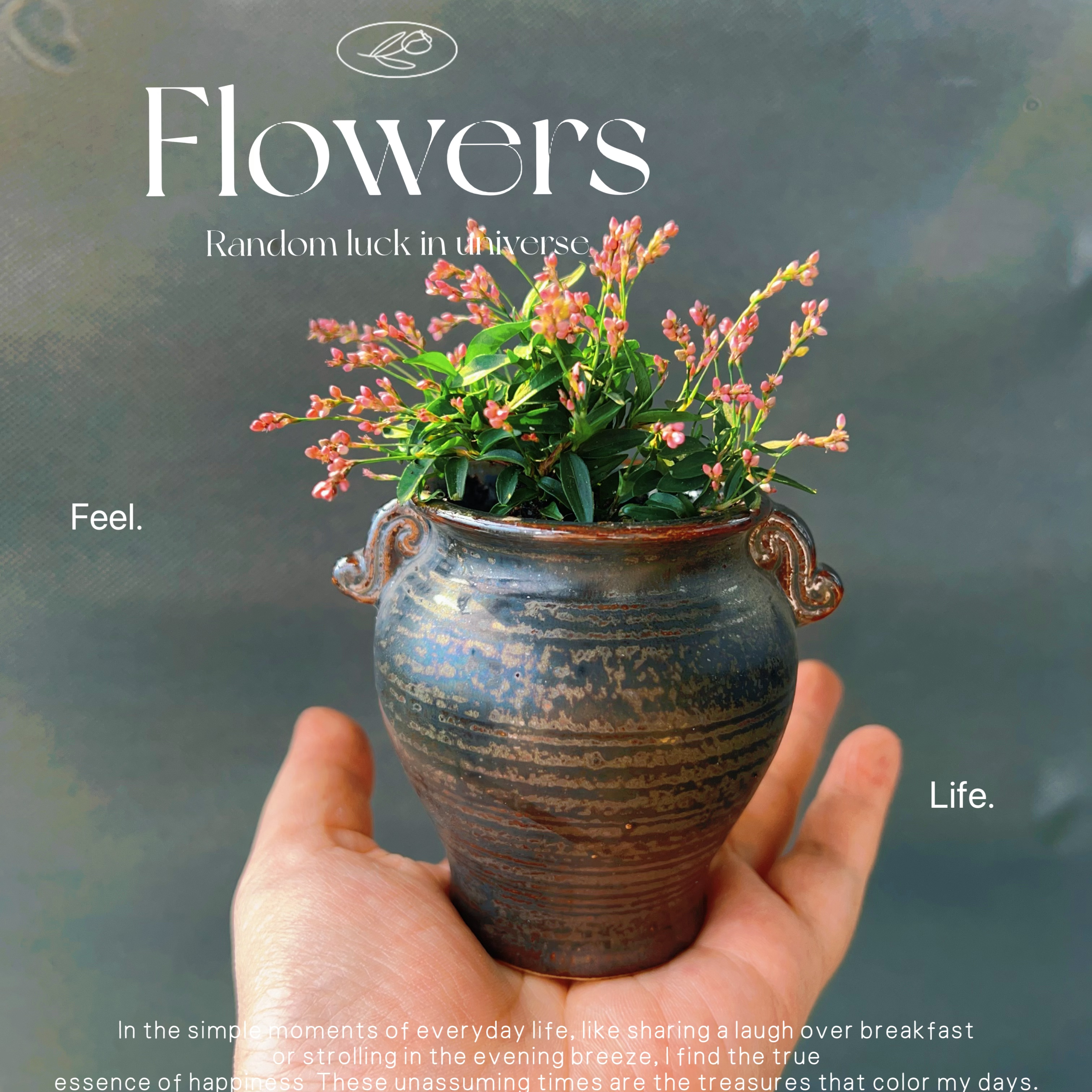 微型山野草姬樱蓼开花花卉绿植