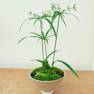 花叶旱伞草 风车草 锦叶姬水柱小型生态鱼缸造景雨林可水培水陆缸