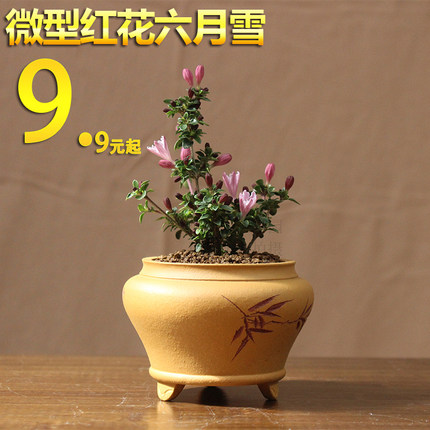 红花金边 六月雪 盆景悬崖素材苗微型小盆栽绿植花卉淡粉紫