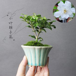 日本栀子花小盆景盆栽素材苗开花香味重瓣法莲小叶寿星斑入腊玉