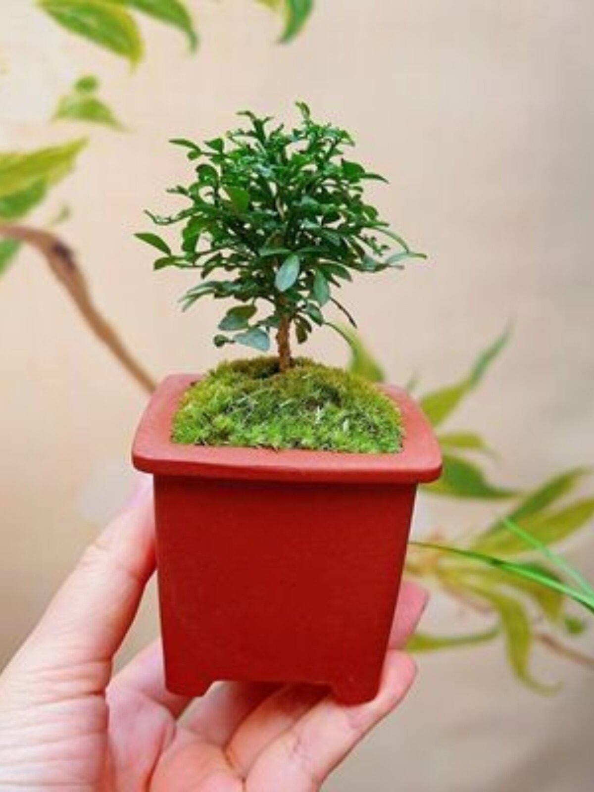 小叶达摩九里香禅意桌面超迷你盆栽室内绿植客厅花卉盆景好养植物