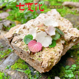 微景观室内植物观叶御所车七变化耐阴雨淋缸水陆缸造景山野草