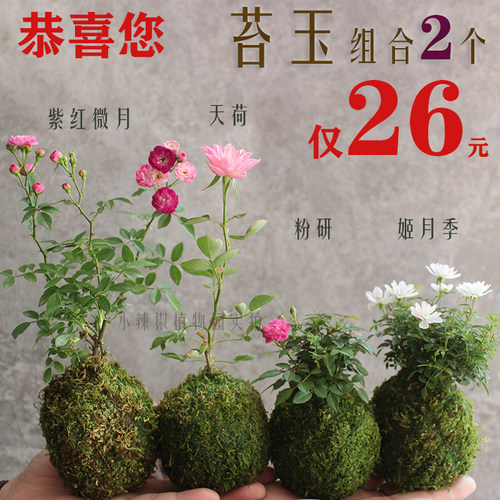 微型小月季玫瑰开花期长