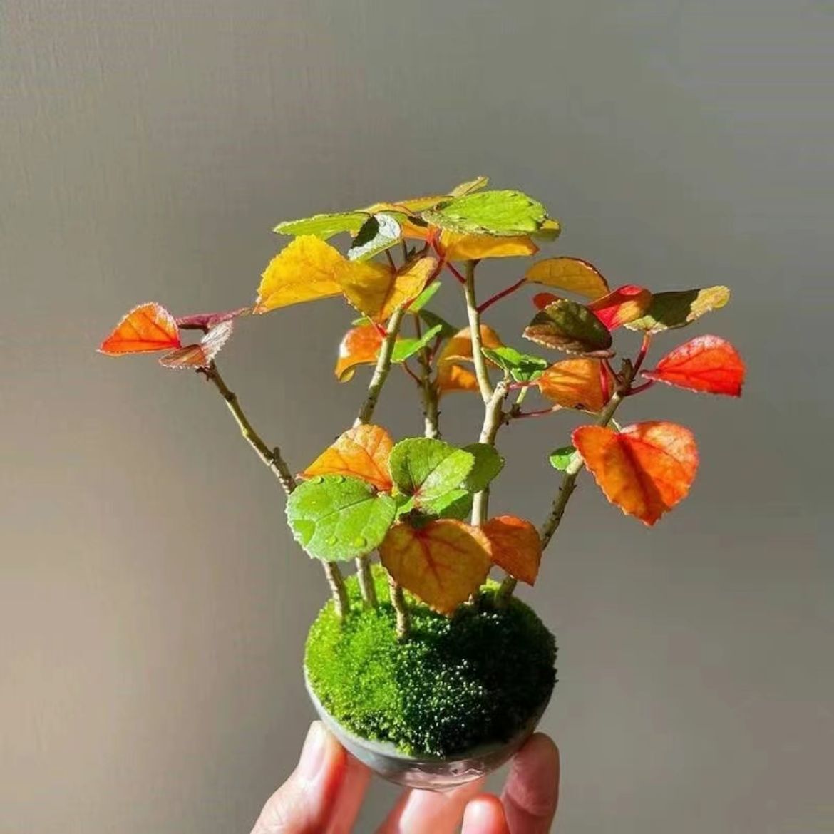 滨朴窗台好养浜朴室内小绿植