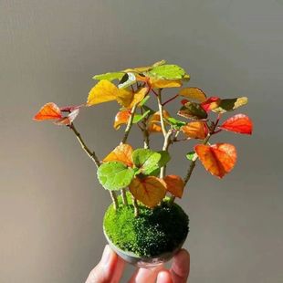 滨朴浜朴南京栌观叶掌上小盆景办公室书桌茶室槟扑槟朴小树型绿植