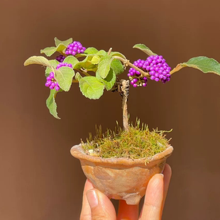 盆景素材 紫式部 紫珠 会开花结果绿植阳台窗台好养小盆栽观赏