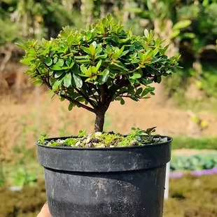 小叶微型小盆景盆栽绿植造景素材苗 姬杜鹃 早乙女 小町杜娟花
