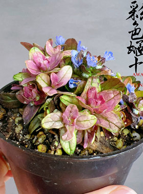 微小植物新奇趣味懒人好养窗台
