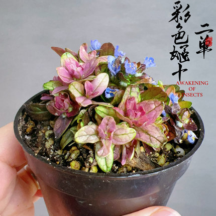 窗台开花小绿植桌面窗台四季盆栽盆景微型植物懒人植物日本山野草