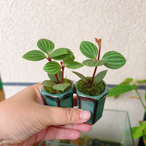 耐阴室内观叶小盆景椒草迷你盆栽净化空气植物办公桌面绿植豆瓣绿