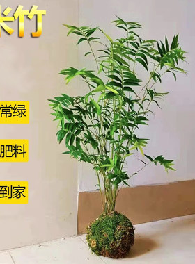 日本茶台盆栽矮化米竹植物