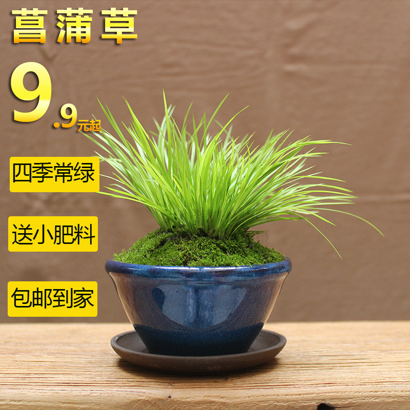 贵船苔黄金姬菖蒲金钱绿植苔藓小盆栽室内植物菖蒲草蝉小川婵