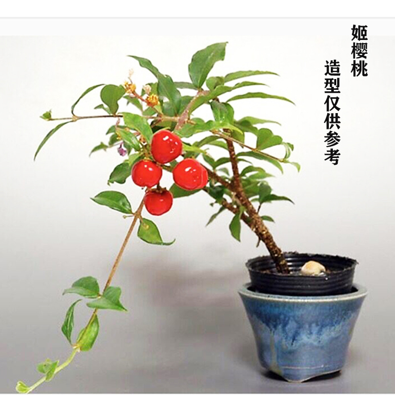 日本迷你微植物盆景盆栽阳台小植物会开花 喜半阴 姬樱桃 好养