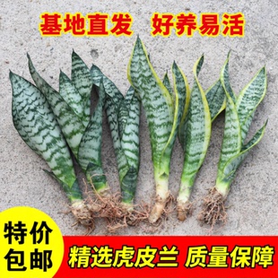 虎皮兰盆栽除甲醛植物办公室内净化空气吸甲醛绿植四季好养金边兰