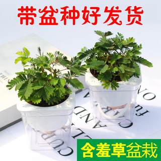 含羞草小盆栽室内阳台植物四季常青易种花卉怕羞草害羞草趣味植物