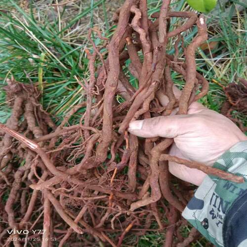 贵州小血藤 大居居藤根 茜草根新鲜生货八仙草 钻石风 天青地红