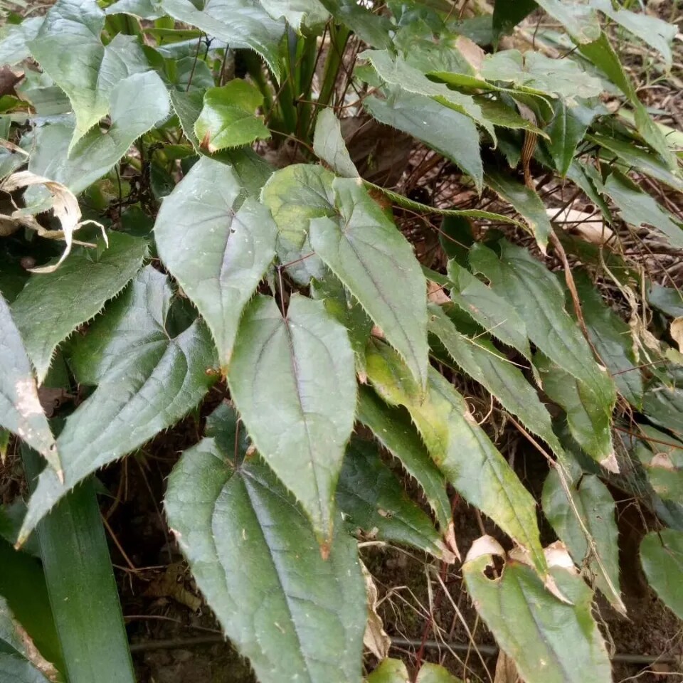 贵州干货淫羊藿 三支九叶草  铜丝草 箭叶淫羊藿非种植