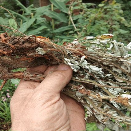 贵州野生翻白草 天青地白中药材500g包邮 干货番白草反白草茶带根