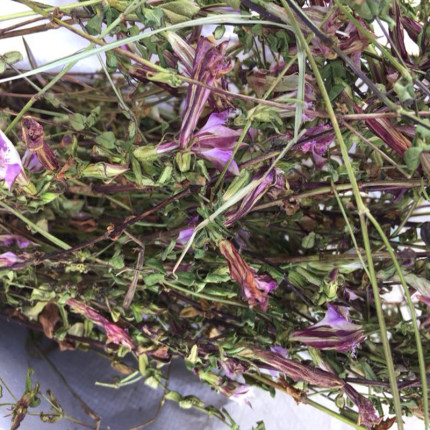 贵州胆草红花龙胆草500g 干草药全草红龙胆小青鱼胆星秀花 包邮