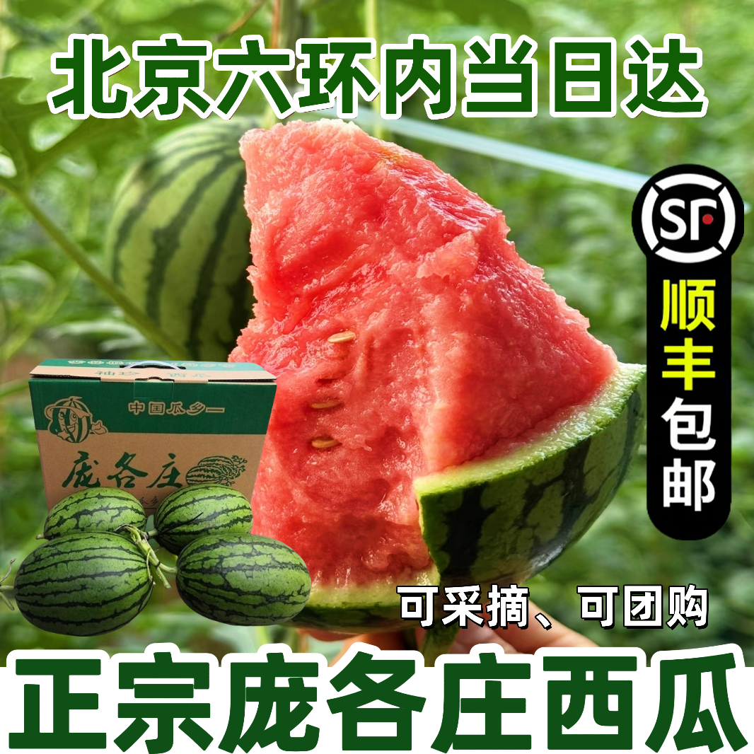 袖珍西瓜 庞各庄L600西瓜 手剥醇奶吊瓜现摘 2-4颗 原箱
