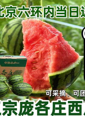 袖珍西瓜 庞各庄L600西瓜 手剥醇奶吊瓜现摘 2-4颗 原箱