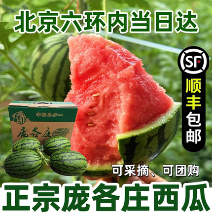 袖珍西瓜 庞各庄L600西瓜 手剥醇奶吊瓜现摘 2-4颗 原箱