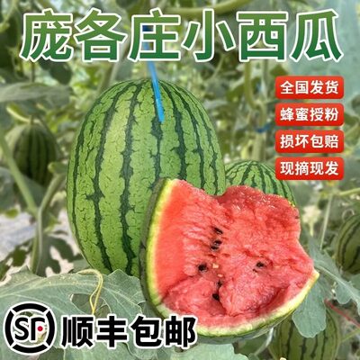 袖珍品种小西瓜迷你新鲜整箱1个