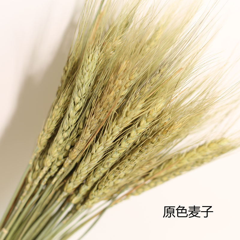 天然麦穗干花花束插花田园装饰开业大麦橱窗拍摄道具diy真花麦子