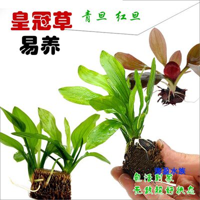 青旦头红旦头真水草活体淡水植物前景草阴性净化水质懒人 虎窝淘
