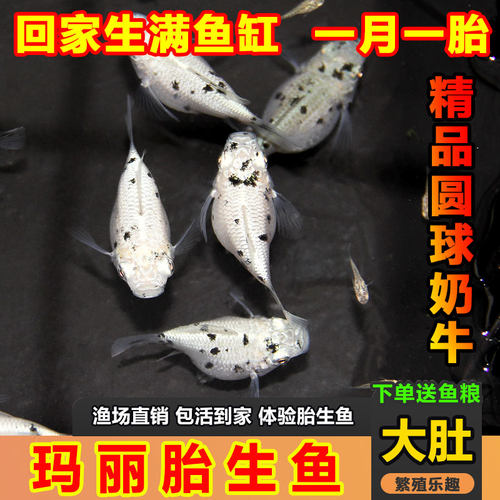 奶牛玛丽球鱼黑白玛丽鱼古法缸下小鱼新手冷水鱼好养小皮球观赏鱼