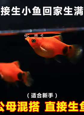 米奇鱼胎生鱼生崽狂魔直接生小鱼新手红色小鱼皮球鱼玛丽球观赏鱼