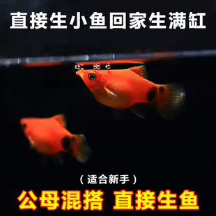 米奇鱼胎生鱼生崽狂魔直接生小鱼新手红色小鱼皮球鱼玛丽球观赏鱼