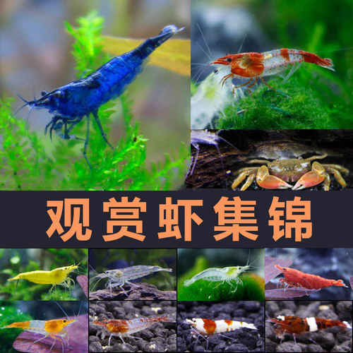 观赏虾锦虾除藻虾活体水晶虾