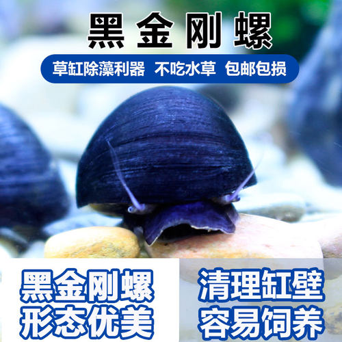 黑金刚螺观赏螺苹果螺彩蛋神秘黄金斑马洋葱清洁除藻工具螺活体螺
