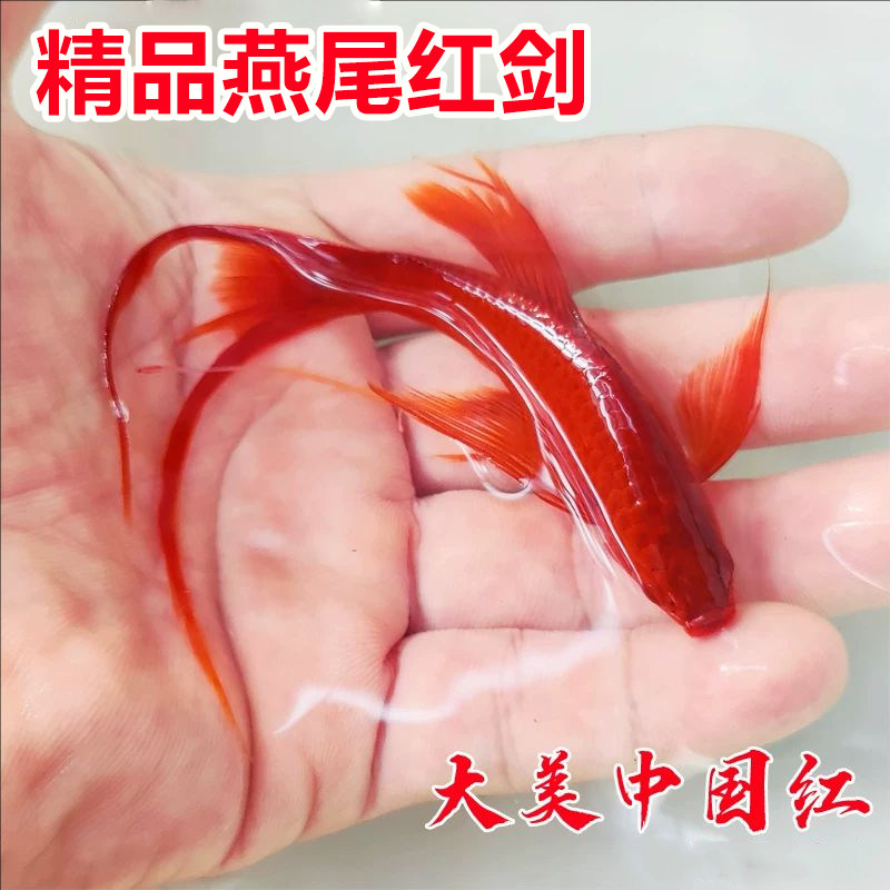 小型淡水观赏鱼燕尾红剑长尾双尾高鳍菊花帆红箭鱼凤尾孔雀鱼混养