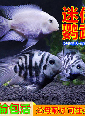 迷你鹦鹉白金鹦鹉宝蓝鹦鹉繁殖鱼热带鱼观赏鱼草缸淡水阿凡达包邮