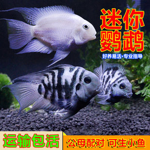 迷你鹦鹉白金鹦鹉宝蓝鹦鹉繁殖鱼热带鱼观赏鱼草缸淡水阿凡达 包邮
