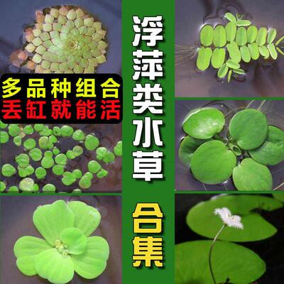 浮萍水草圆心浮萍肚兜