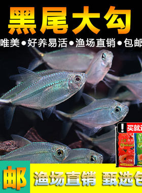 黑尾大勾群游鱼草缸小型活体热带观赏鱼淡水天使红大勾扯旗灯科鱼