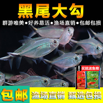 黑尾大勾群游鱼草缸小型活体热带观赏鱼淡水天使红大勾扯旗灯科鱼