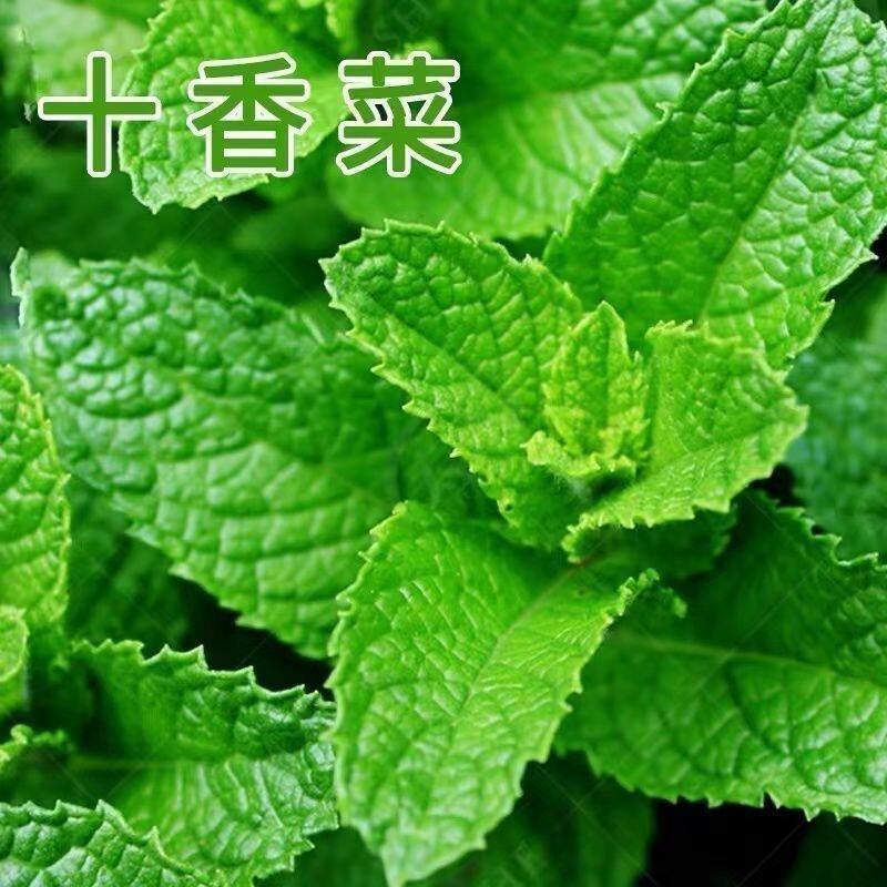 河南特产十香菜留兰香薄荷鱼香菜地里现摘可食用薄荷当季清凉蔬菜