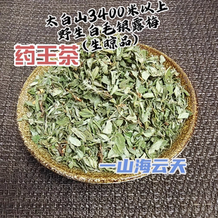 秦岭太白山药王道茶3400米以上野生小叶生晾品叶绿花少白毛银露梅