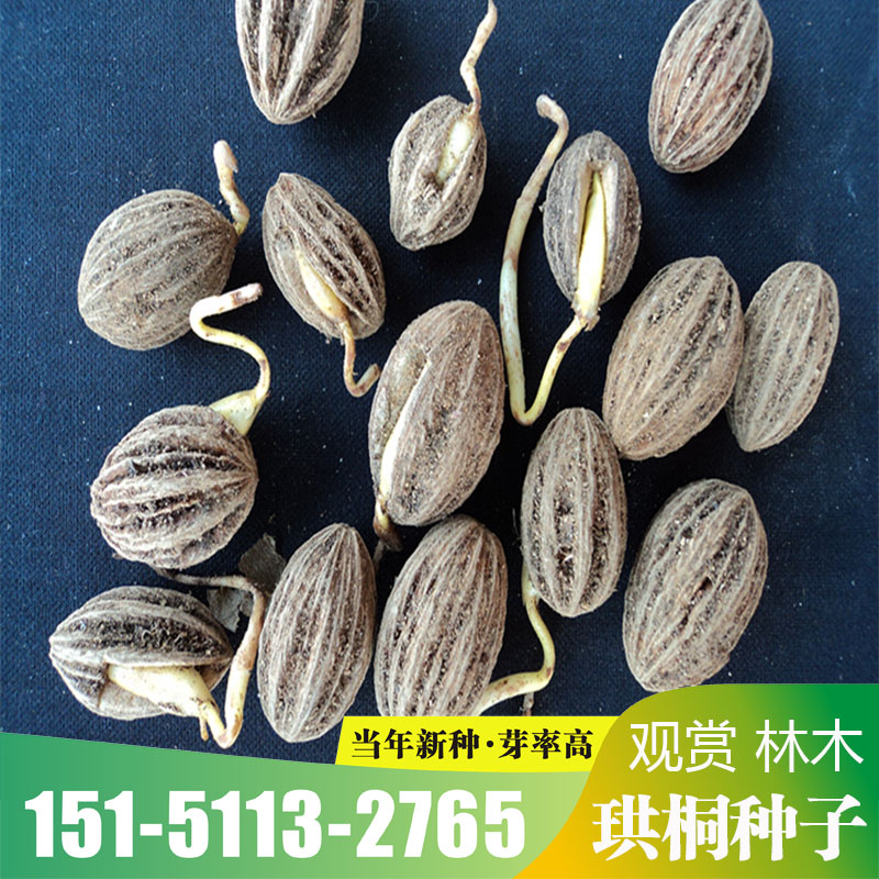 珙桐种子世界著名观赏象征和平水梨子鸽子树种子鸽子花树种籽