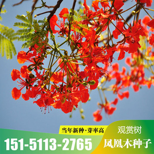 花树种子凤凰木易种活 花种籽子四季种易活 多年生庭院木本花卉